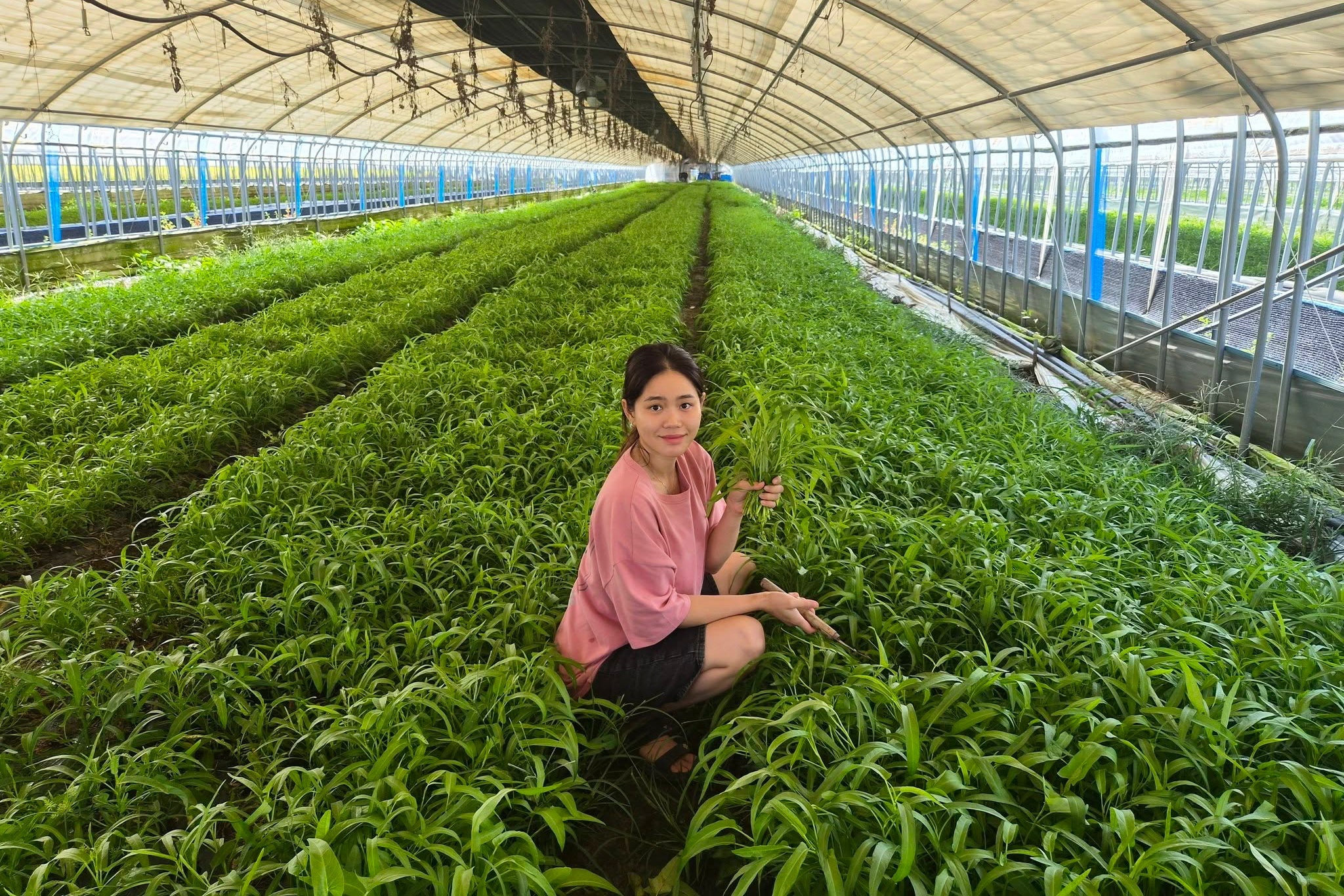 b&aacute;n rau ảnh 1