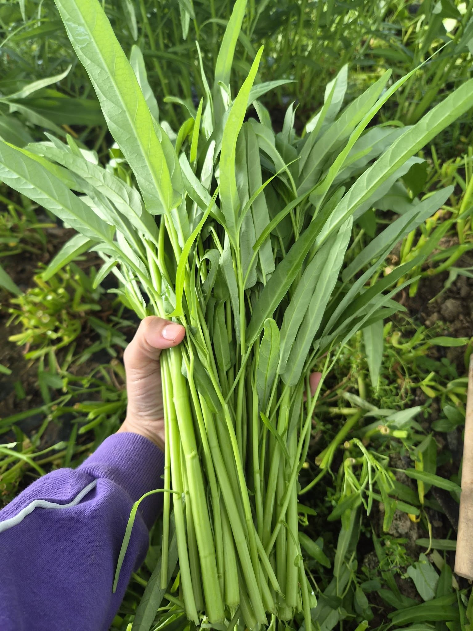 b&aacute;n rau ảnh 2