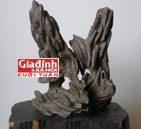 Dai gia chi tien ty hut tram huong tang cuong sinh luc hinh anh