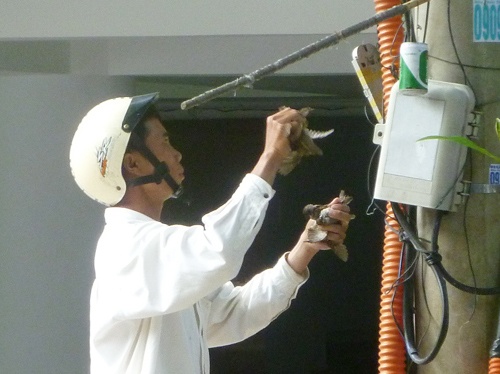 Bay chim hoanh hanh giua thanh pho mua Vu Lan hinh anh