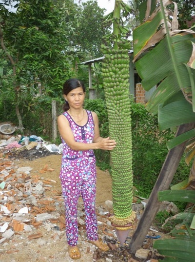 buồng chuối, 180 nải, Bình Định buồng chuối, 180 nải, Bình Định