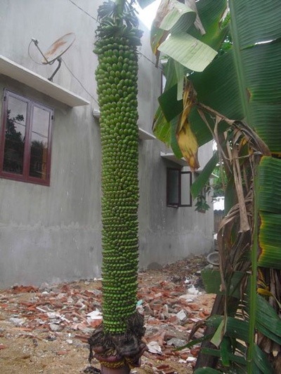 buồng chuối, 180 nải, Bình Định buồng chuối, 180 nải, Bình Định