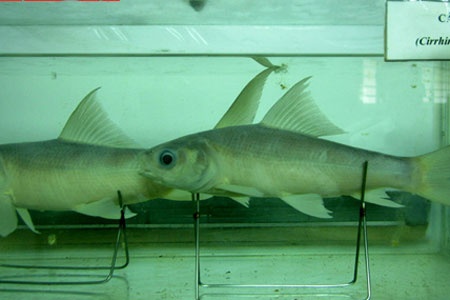 Hang ngan xac uop ca hiem o Dong Nai hinh anh