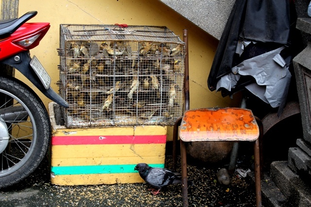 Cat cut canh chim phong sinh, nhat ve ban lai hinh anh