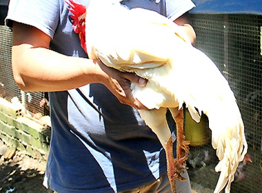 Ga chin cua nghin do o Dong Nai hinh anh