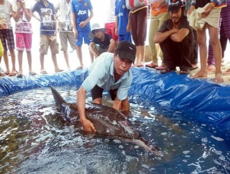 Dan mua da lanh cham soc ca heo dat bo hinh anh