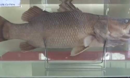 Bo suu tap xac uop ca hiem o Dong Nai hinh anh