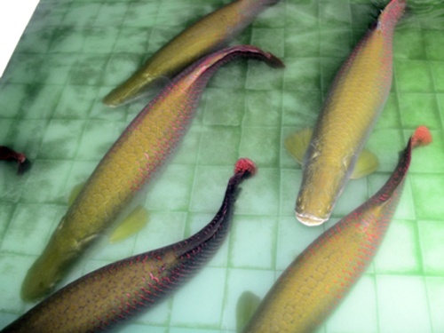 Ca canh gia hon 1 ty o Tay Ninh hinh anh