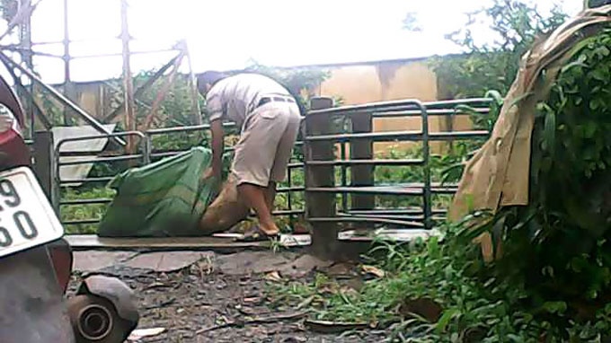 Quy trinh tuon heo chet ra ngoai tu trai thuc nghiem hinh anh