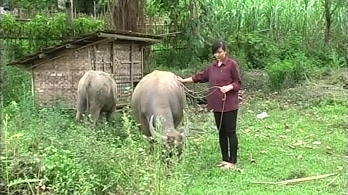 Co gai dat trau nay vao truong y hinh anh