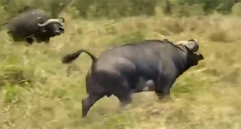 Trau rung di lac, nguoi dan Thanh Hoa lo lang hinh anh