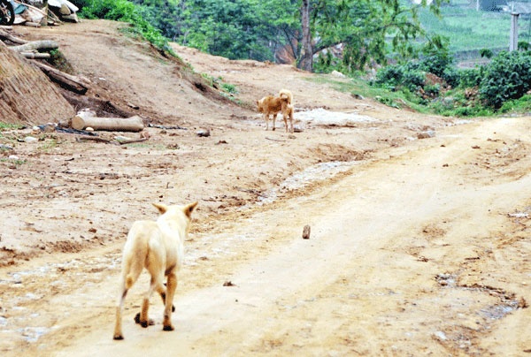 Mot phu nu tu vong vi cho la can hinh anh