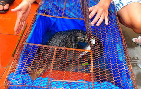 Ca sau la phat ra tieng cho sua o Ca Mau hinh anh