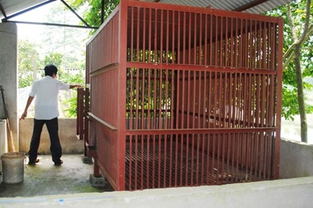 Se xu ly hinh su hanh vi giet con gau can nat tay chau be hinh anh