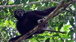 Vuon quy tai Vuon quoc gia Lo Go bi dien giat chet hinh anh