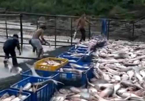 Clip bat ca sieu de 'chi co o Gia Lai' hinh anh