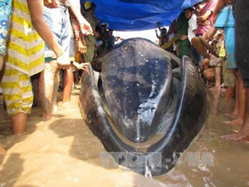 Ca voi dai 13m mac can o Soc Trang hinh anh