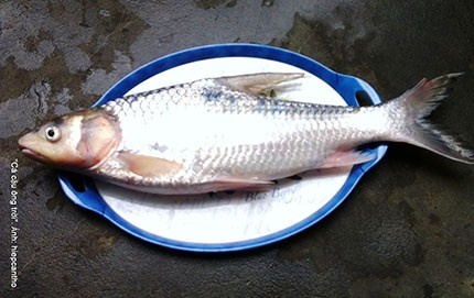 Ve mien Tay an ca 'cau ong troi' hinh anh