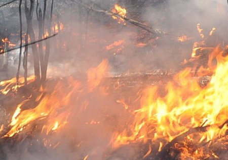 'Ba hoa' ngun ngut tan cong rung Quang Ninh hinh anh