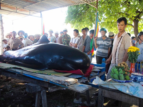 Ca voi 3m troi dat vao khu vuc bien Van Luong hinh anh