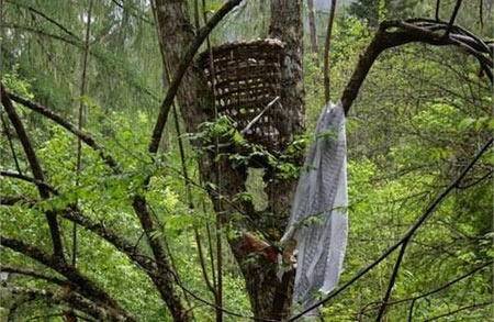 Khu rung an tang tre con… tren cay o Cao Bang hinh anh