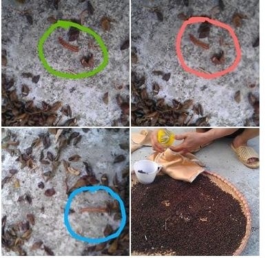 Sau bo trong goi ruot dau xanh cua em be hinh anh