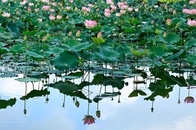 Phat hien mot nguoi dan ong chet bi an duoi ao sen hinh anh