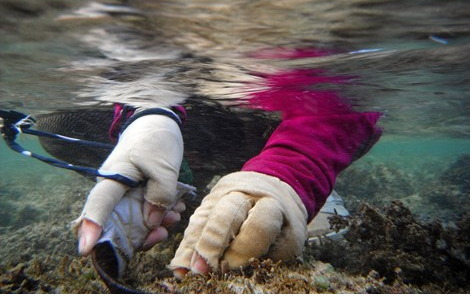 Ly Son mua nhat san vat bien hinh anh