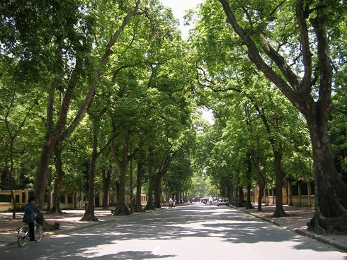 TPHCM cam trong 28 loai cay tren duong pho hinh anh