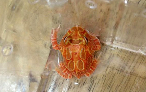 Teen Viet bo tien trieu nuoi ech 'ngoai hanh tinh' hinh anh