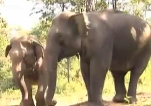 Clip dan voi rung do ve lang pha phach hinh anh