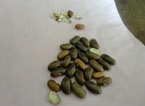 Phat Vitamin A cho tre, can bo dua nham... hat dau hinh anh