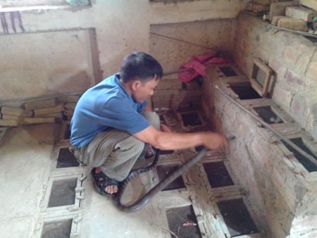 Danh doi sinh mang bang nghe nuoi ran doc hinh anh