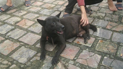 Cho duc de con, chuyen chua tung co o Viet Nam hinh anh