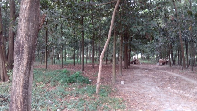 'Cho tinh' thay phu nu la tat ca cam co chay hinh anh