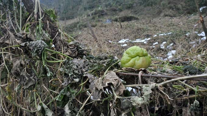 Canh hoang tan o Sa Pa khi tuyet tan hinh anh