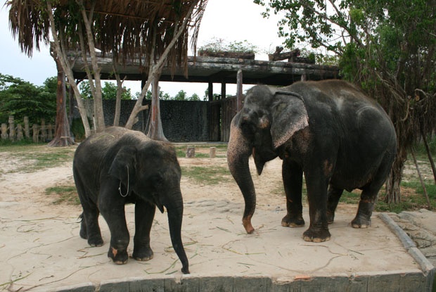 Nguoi bi quat chet o Dai Nam gan gui voi voi Ka tu nho hinh anh