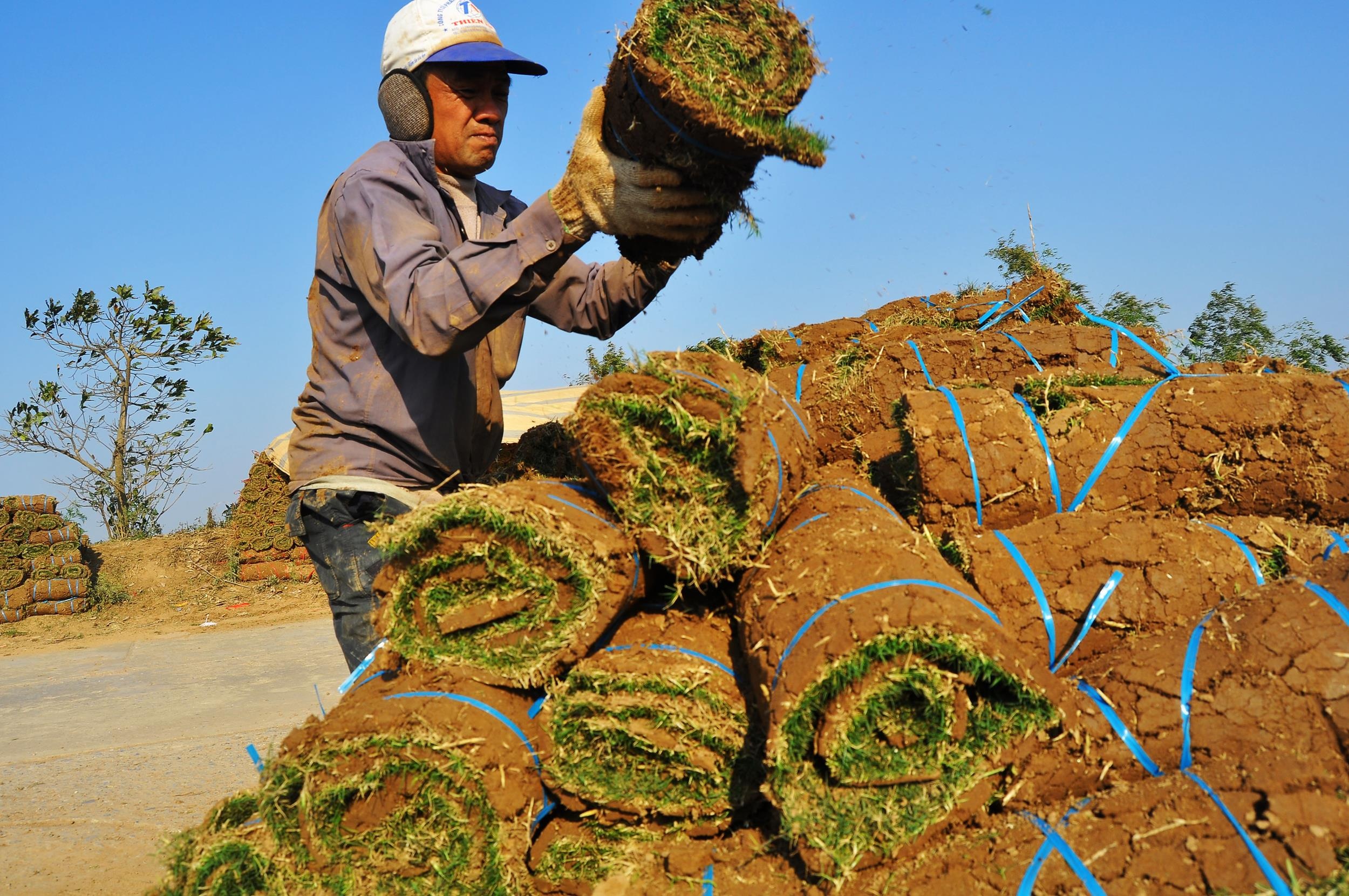 Dao co dem ban kiem tien an Tet hinh anh