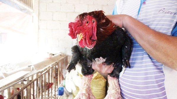 San lung hang doc choi Tet hinh anh