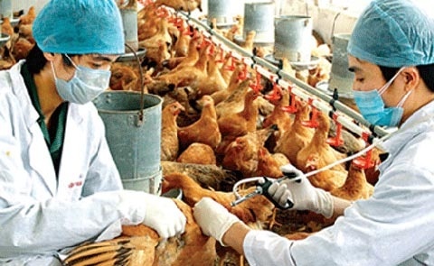 Nguy co cum A/H7N9 xam nhap Viet Nam hinh anh