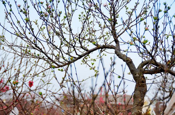 Tham vuon chi mai doc nhat vo nhi o lang dao Ha Noi hinh anh