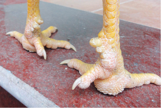 Ga chin cua buoc ra tu truyen thuyet hinh anh