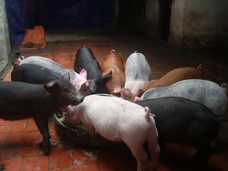 Dau xuan ngam dan lon ngu sac ky la o Ha Noi hinh anh