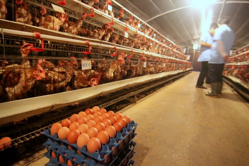 Bat ke sat hai vo chong chu trai ga o Da Lat hinh anh