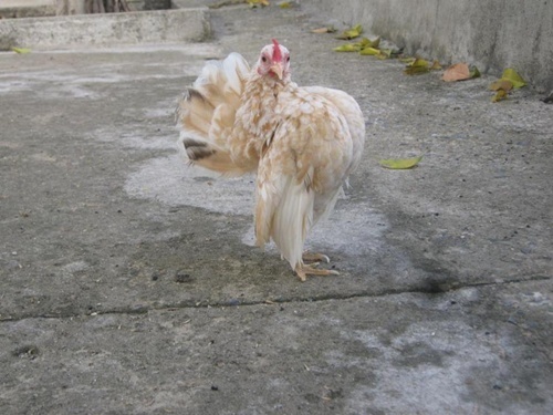 Thu choi ga serama cua gioi tre hinh anh