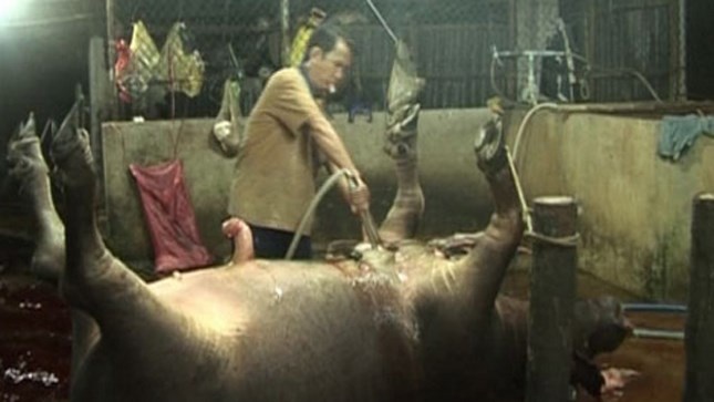 Chieu bom nuoc ao vao trau bo cua lo mo hinh anh