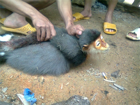 Tuyen an nhom chat dau, mo bung vooc giua vuon Quoc gia hinh anh