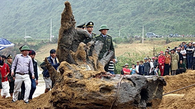 Goc sua tien ty o Quang Binh se duoc dua vao bao tang hinh anh