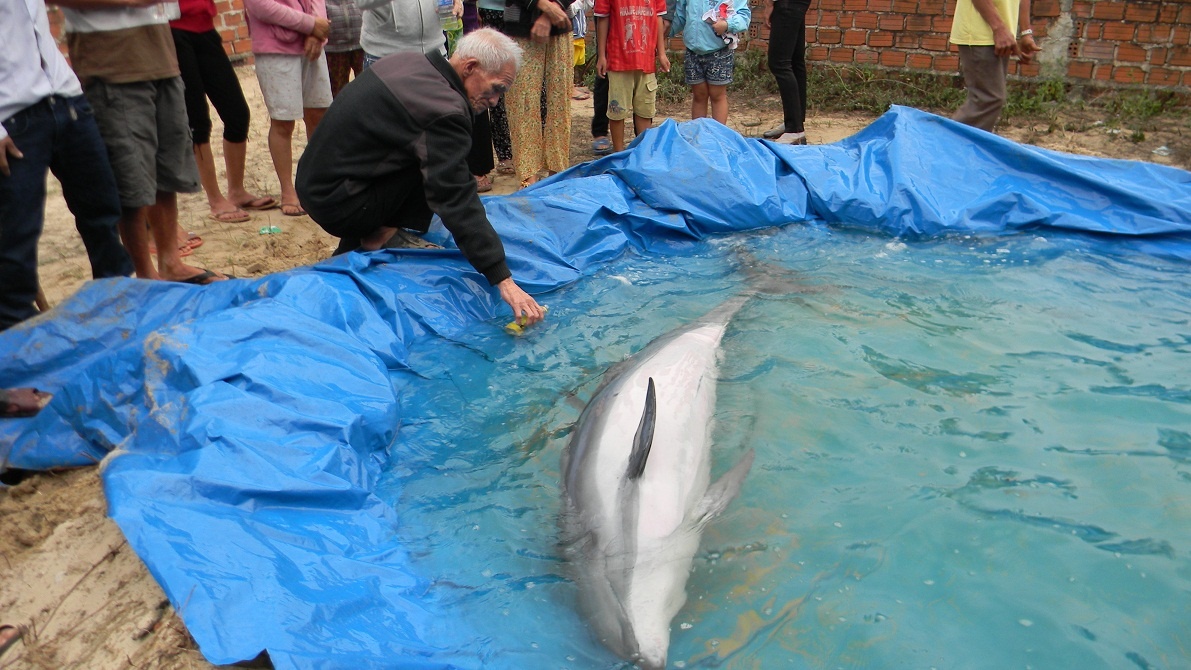 Ca heo gan 100kg dat vao bo bien Quang Nam hinh anh
