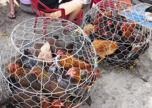 An thit ga, ca nha 'dinh' cum gia cam hinh anh